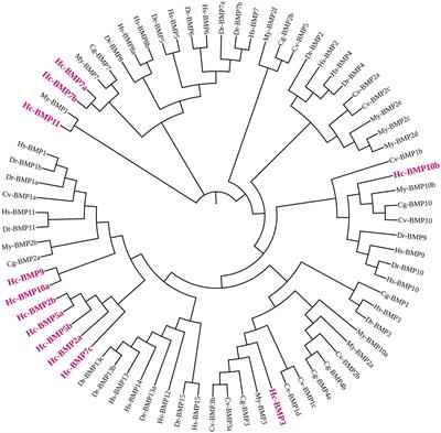 Identification and expression profiling of the bone morphogenetic protein gene family based on pearl culture in mantle and visceral mass of Hyriopsis cumingii